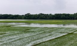 জোয়ারের ক্ষতি কাটিয়ে ঘুরে দাঁড়ানোর চেষ্টায় হাতিয়ার কৃষকেরা