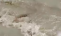 হাতিয়ায় জোয়ারে ভেসে এলো বিষধর রাসেল ভাইপার
