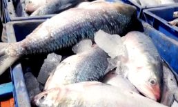 ভরা মৌসুমেও নাগালের বাহিরে হাতিয়ায় ইলিশের দাম