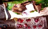চৌমুহনীতে শিয়ালের মাংস বিক্রি, দুইজনের কারাদণ্ড