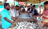 হাতিয়ায় নিষেধাজ্ঞা শেষে ঝাঁকে ঝাঁকে ইলিশ জেলেদের জাল