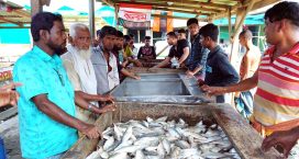 হাতিয়ায় নিষেধাজ্ঞা শেষে ঝাঁকে ঝাঁকে ইলিশ জেলেদের জাল