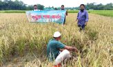 দাগনভূঞায় আমন ধানের নমুনা শস্য কর্তন