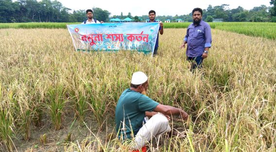 দাগনভূঞায় আমন ধানের নমুনা শস্য কর্তন