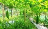 দাগনভূঞায় বিষমুক্ত লাউ চাষ