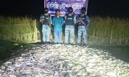 হাতিয়ায় অবৈধ জাটকা পাচার রুখে দিল কোস্ট গার্ড