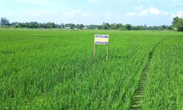 দাগনভূঞায় রোপা আমনে ভালো ফলনের আশা কৃষকের