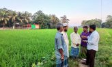 দাগনভূঞায় কৃষকরা মাঠেই পাচ্ছেন অনলাইন কৃষি সেবা