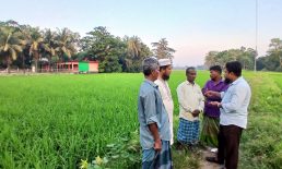 দাগনভূঞায় কৃষকরা মাঠেই পাচ্ছেন অনলাইন কৃষি সেবা