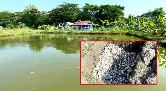 শখের মাছের ঘেরে শত্রুতার বিষ, এক রাতেই সব শেষ