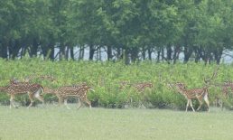 নিঝুমদ্বীপ হতে পারে পর্যটকদের গন্তব্য