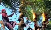হারিয়ে যাওয়া শীতের স্বাদ : নোয়াখালীতে বিলুপ্তির পথে খেজুর গাছ ও খেজুরের রস