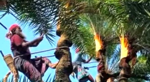 হারিয়ে যাওয়া শীতের স্বাদ : নোয়াখালীতে বিলুপ্তির পথে খেজুর গাছ ও খেজুরের রস