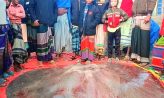 বিরল সামুদ্রিক মাছ ধরা পড়ল হাতিয়ায়, বিক্রি ১.৩১ লাখ