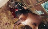 কোম্পানীগঞ্জে রাতের আঁধারে গোলালঘরে গরু জবাই করে পালালো দুর্বৃত্তরা