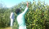 বরই চাষে ব্যস্ত হাতিয়ার কৃষকরা, বাম্পার ফলনের আশা