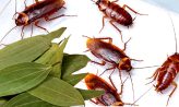 শীতে রান্নাঘরে তেলাপোকা তাড়ানোর উপায় জানুন