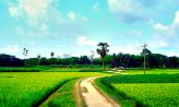 প্রকৃতির ন্যায়ের অমোঘ প্রতিফলন- রাজু আহমেদ