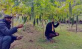 দাগনভূঞায় বিষমুক্ত করলা চাষ