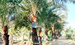 নদীভাঙন আর অবহেলায় সুবর্ণচরে দুষ্প্রাপ্য হয়ে উঠছে খেজুরের রস