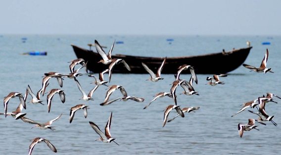 নিঝুমদ্বীপে শীতের অতিথিরা হাজার মাইল পাড়ি দিয়ে নিঝুমদ্বীপে অতিথি পাখির আগমন