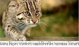মেছো বিড়াল সংরক্ষণে অন্তর্বর্তীকালীন সরকারের উদ্যোগ – আশিকুর রহমান সমী