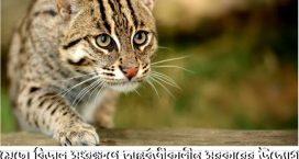 মেছো বিড়াল সংরক্ষণে অন্তর্বর্তীকালীন সরকারের উদ্যোগ – আশিকুর রহমান সমী