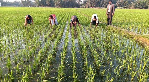 ফেনীর দাগনভূঞায় বোরো রোপণে ব্যস্ত সময় পার করছে কৃষকরা