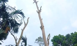 সোনাইমুড়ীতে জমি নিয়ে বিরোধ: গাছ কাটায় আতঙ্কে পরিবার