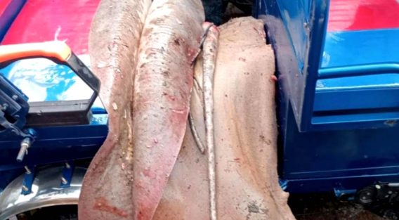 সোনাপুরে মাছের আড়তে অভিযান, ১১৩ কেজি শাপলাপাতা মাছ জব্দ