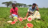 সদর উপজেলায় শত্রুতার জেরে ধ্বংস করা হয়েছে ২৪ একর জমির তরমুজ