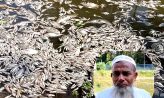 সুবর্ণচরে বিষ দিয়ে মাছ মরার অভিযোগ