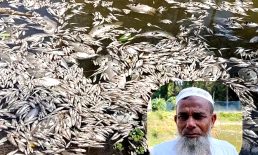 সুবর্ণচরে বিষ দিয়ে মাছ মরার অভিযোগ