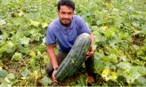 চরমটুয়ায় কৃষিতে সফল নোসক শিক্ষার্থী সালাহ উদ্দিন দিদার