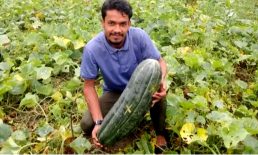 চরমটুয়ায় কৃষিতে সফল নোসক শিক্ষার্থী সালাহ উদ্দিন দিদার