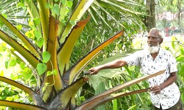 বাবুর্চির হাতেই সবুজ বিপ্লব: নোবিপ্রবি ক্যাম্পাসে দেড় হাজার বৃক্ষের ছায়া