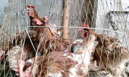 মুরগির দাম কমলেও বেড়েছে মাছের দাম