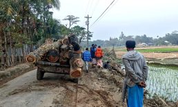 কবিরহাটে ইউপি চেয়ারম্যানের বিরুদ্ধে সরকারি গাছ কাটার অভিযোগ