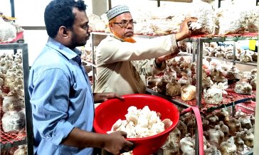 বেগমগঞ্জ উপজেলায় মাশরুম চাষে বাণিজ্যিক সম্ভাবনা, বাজার সংকটে হতাশ চাষী
