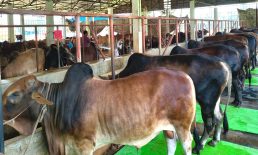 কোরবানির পশু উদ্বৃত্ত, বাজার নিয়ে চিন্তায় জেলার খামারিরা