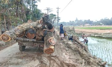 কবিরহাটে সরকারি গাছ কাটার ঘটনায় আলোর মুখ দেখেনি তদন্ত প্রতিবেদন