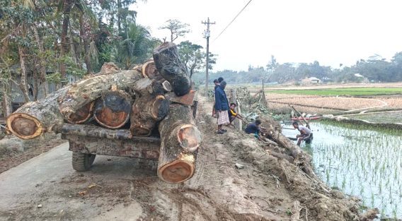 কবিরহাটে সরকারি গাছ কাটার ঘটনায় আলোর মুখ দেখেনি তদন্ত প্রতিবেদন