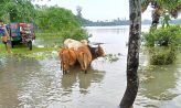 টানা বর্ষণে হাতিয়ার নিম্নাঞ্চল প্লাবিত: পানিবন্দী অর্ধলক্ষ মানুষ, চরম দুর্ভোগ