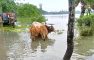 টানা বর্ষণে হাতিয়ার নিম্নাঞ্চল প্লাবিত: পানিবন্দী অর্ধলক্ষ মানুষ, চরম দুর্ভোগ