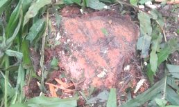 কোম্পানীগঞ্জে যুবদল নেতার বিরুদ্ধে সরকারি মেহগনি গাছ কাটার অভিযোগ