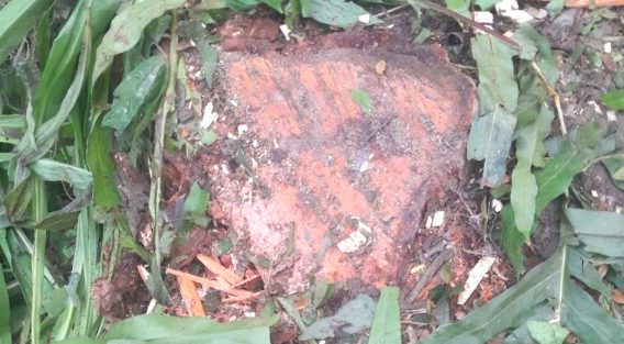 কোম্পানীগঞ্জে যুবদল নেতার বিরুদ্ধে সরকারি মেহগনি গাছ কাটার অভিযোগ