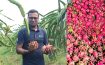 লক্ষ্মীপুরে ড্রাগন চাষে চমক দেখালেন শিক্ষক নাঈম