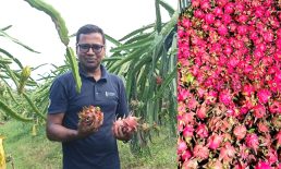 লক্ষ্মীপুরে ড্রাগন চাষে চমক দেখালেন শিক্ষক নাঈম