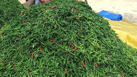 ভারত থেকে ২ হাজার ৯০০ টন কাঁচামরিচ আমদানির অনুমতি