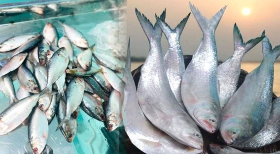 বাজারে সরবরাহ থাকলেও নাগালের বাইরে ইলিশের দাম